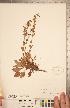  ( - CCDB-20338-E10)  @11 [ ] Copyright (2015) Deb Metsger Royal Ontario Museum