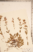  ( - CCDB-20338-D10)  @11 [ ] Copyright (2015) Deb Metsger Royal Ontario Museum