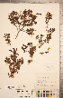  (Penstemon ovatus - CCDB-20338-B10)  @11 [ ] Copyright (2015) Deb Metsger Royal Ontario Museum