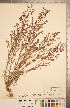  (Penstemon cusickii - CCDB-20338-A10)  @11 [ ] Copyright (2015) Deb Metsger Royal Ontario Museum