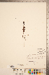  ( - CCDB-20338-H11)  @11 [ ] Copyright (2015) Deb Metsger Royal Ontario Museum