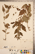  ( - CCDB-20338-G11)  @11 [ ] Copyright (2015) Deb Metsger Royal Ontario Museum
