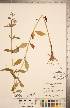  ( - CCDB-20338-F11)  @11 [ ] Copyright (2015) Deb Metsger Royal Ontario Museum