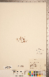  ( - CCDB-20338-C11)  @11 [ ] Copyright (2015) Deb Metsger Royal Ontario Museum