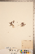  (Erythranthe breweri - CCDB-20338-B11)  @11 [ ] Copyright (2015) Deb Metsger Royal Ontario Museum