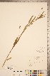  ( - CCDB-20339-D01)  @11 [ ] Copyright (2015) Deb Metsger Royal Ontario Museum
