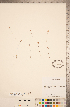  ( - CCDB-20339-B02)  @11 [ ] Copyright (2015) Deb Metsger Royal Ontario Museum