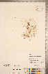  ( - CCDB-20339-H03)  @11 [ ] Copyright (2015) Deb Metsger Royal Ontario Museum
