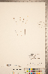  ( - CCDB-20339-G03)  @11 [ ] Copyright (2015) Deb Metsger Royal Ontario Museum