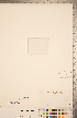  ( - CCDB-20339-F03)  @11 [ ] Copyright (2015) Deb Metsger Royal Ontario Museum