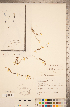  ( - CCDB-20339-H05)  @11 [ ] Copyright (2015) Deb Metsger Royal Ontario Museum