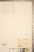  ( - CCDB-20339-G05)  @11 [ ] Copyright (2015) Deb Metsger Royal Ontario Museum