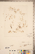  ( - CCDB-20339-E05)  @11 [ ] Copyright (2015) Deb Metsger Royal Ontario Museum