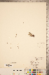  ( - CCDB-20339-C05)  @11 [ ] Copyright (2015) Deb Metsger Royal Ontario Museum