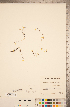  ( - CCDB-20339-B05)  @11 [ ] Copyright (2015) Deb Metsger Royal Ontario Museum