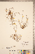  ( - CCDB-20339-E06)  @11 [ ] Copyright (2015) Deb Metsger Royal Ontario Museum