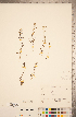  ( - CCDB-20339-G07)  @11 [ ] Copyright (2015) Deb Metsger Royal Ontario Museum