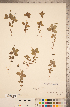  ( - CCDB-20339-F07)  @11 [ ] Copyright (2015) Deb Metsger Royal Ontario Museum