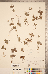  (Galium kamtschaticum - CCDB-20339-D07)  @11 [ ] Copyright (2015) Deb Metsger Royal Ontario Museum