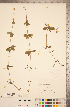  ( - CCDB-20339-C07)  @11 [ ] Copyright (2015) Deb Metsger Royal Ontario Museum