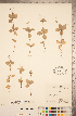  ( - CCDB-20339-B07)  @11 [ ] Copyright (2015) Deb Metsger Royal Ontario Museum