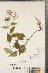 ( - CCDB-22989-H12)  @11 [ ] Copyright (2015) Deb Metsger Royal Ontario Museum