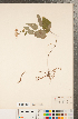 ( - CCDB-22989-F12)  @11 [ ] Copyright (2015) Deb Metsger Royal Ontario Museum