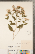  ( - CCDB-22989-E12)  @11 [ ] Copyright (2015) Deb Metsger Royal Ontario Museum
