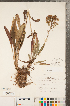  ( - CCDB-22991-A05)  @11 [ ] Copyright (2015) Deb Metsger Royal Ontario Museum