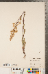  ( - CCDB-22991-E06)  @11 [ ] Copyright (2015) Deb Metsger Royal Ontario Museum