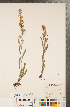  ( - CCDB-22991-A06)  @11 [ ] Copyright (2015) Deb Metsger Royal Ontario Museum
