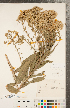  ( - CCDB-22991-B07)  @11 [ ] Copyright (2015) Deb Metsger Royal Ontario Museum