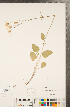  ( - CCDB-22992-F04)  @11 [ ] Copyright (2015) Deb Metsger Royal Ontario Museum