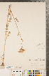  ( - CCDB-22992-G07)  @11 [ ] Copyright (2015) Deb Metsger Royal Ontario Museum