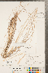  ( - CCDB-23112-H02)  @11 [ ] Copyright (2015) Deb Metsger Royal Ontario Museum