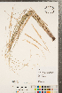  ( - CCDB-23112-G02)  @11 [ ] Copyright (2015) Deb Metsger Royal Ontario Museum