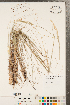  ( - CCDB-23112-F02)  @11 [ ] Copyright (2015) Deb Metsger Royal Ontario Museum