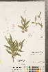  (Dichanthelium boreale - CCDB-23112-H03)  @11 [ ] Copyright (2015) Deb Metsger Royal Ontario Museum