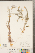  ( - CCDB-23112-F03)  @11 [ ] Copyright (2015) Deb Metsger Royal Ontario Museum