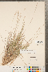  (Dichanthelium perlongum - CCDB-23112-H04)  @11 [ ] Copyright (2015) Deb Metsger Royal Ontario Museum