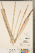  ( - CCDB-23112-G05)  @11 [ ] Copyright (2015) Deb Metsger Royal Ontario Museum