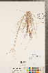  ( - CCDB-23112-F05)  @11 [ ] Copyright (2015) Deb Metsger Royal Ontario Museum