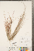  ( - CCDB-23112-D05)  @11 [ ] Copyright (2015) Deb Metsger Royal Ontario Museum