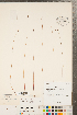  ( - CCDB-23112-C05)  @11 [ ] Copyright (2015) Deb Metsger Royal Ontario Museum