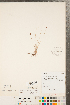  ( - CCDB-23112-B05)  @11 [ ] Copyright (2015) Deb Metsger Royal Ontario Museum