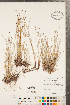  ( - CCDB-23112-A05)  @11 [ ] Copyright (2015) Deb Metsger Royal Ontario Museum