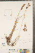  (Cyperus schweinitzii - CCDB-23112-B07)  @11 [ ] Copyright (2015) Deb Metsger Royal Ontario Museum