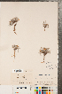  ( - CCDB-23110-G02)  @11 [ ] Copyright (2015) Deb Metsger Royal Ontario Museum