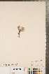  ( - CCDB-23110-F02)  @11 [ ] Copyright (2015) Deb Metsger Royal Ontario Museum