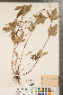  ( - CCDB-23110-A07)  @11 [ ] Copyright (2015) Deb Metsger Royal Ontario Museum